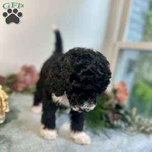 Diamond, Mini Bernedoodle Puppy