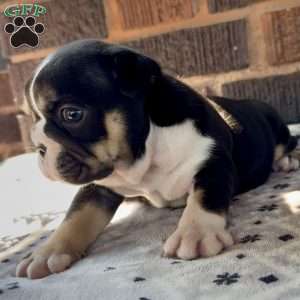 Glow, English Bulldog Puppy