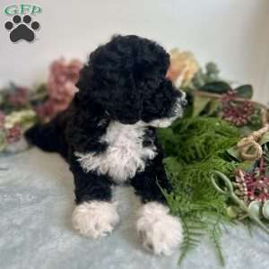 Diamond, Mini Bernedoodle Puppy