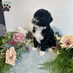 Diamond, Mini Bernedoodle Puppy