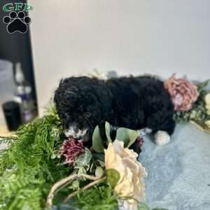 Diamond, Mini Bernedoodle Puppy