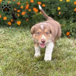 Copper, Border Collie Puppy