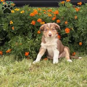 Copper, Border Collie Puppy