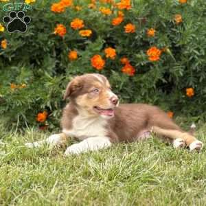 Copper, Border Collie Puppy