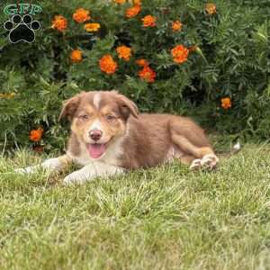Copper, Border Collie Puppy