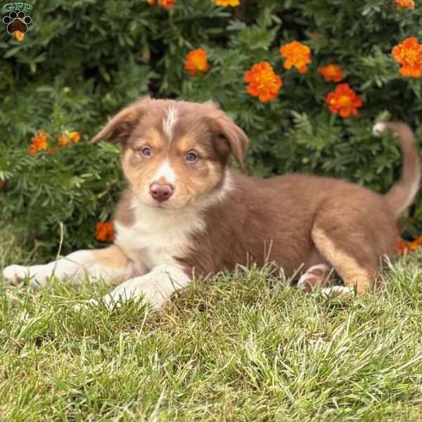 Copper, Border Collie Puppy