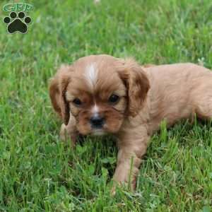 Harper, Cavalier King Charles Spaniel Puppy