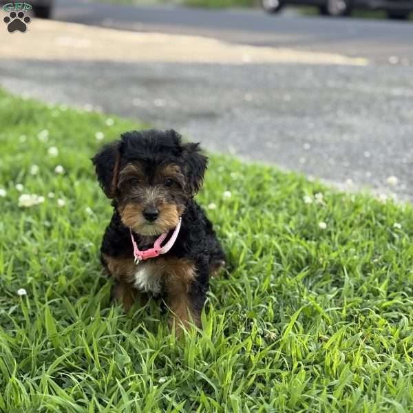 Luna, Yorkie Mix Puppy