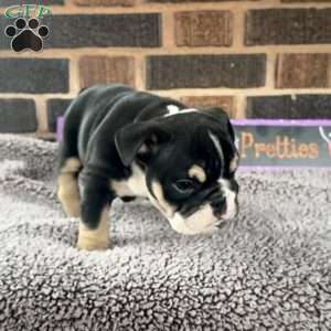 Glow, English Bulldog Puppy