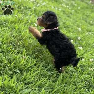 Luna, Yorkie Mix Puppy