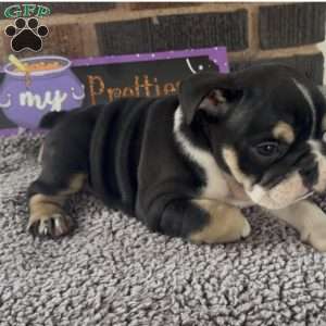 Glow, English Bulldog Puppy