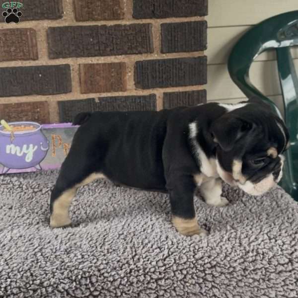 Glow, English Bulldog Puppy