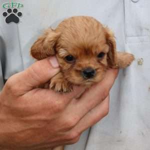 Hudson, Cavalier King Charles Spaniel Puppy
