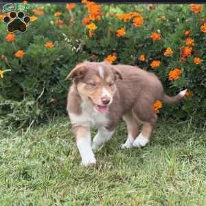 Copper, Border Collie Puppy