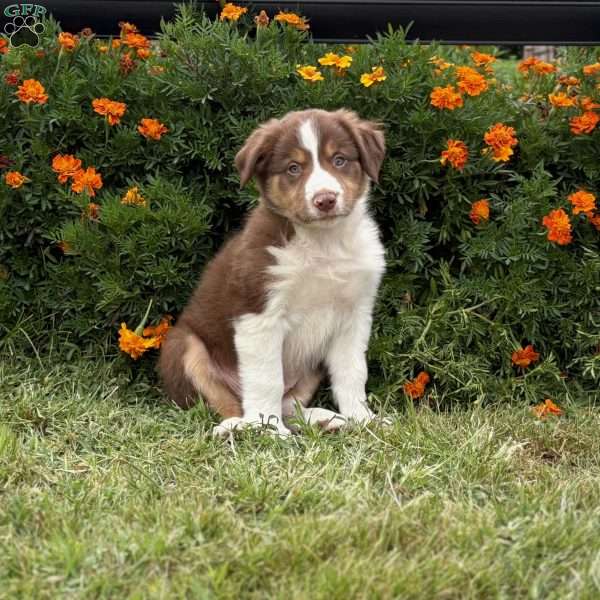 Cracker, Border Collie Puppy