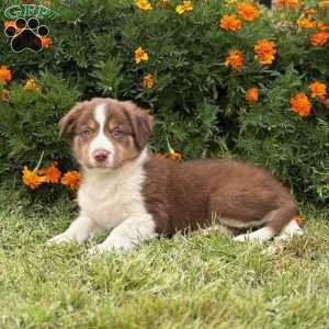 Cracker, Border Collie Puppy