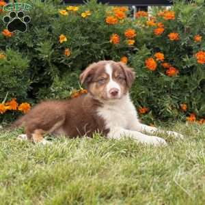 Cracker, Border Collie Puppy