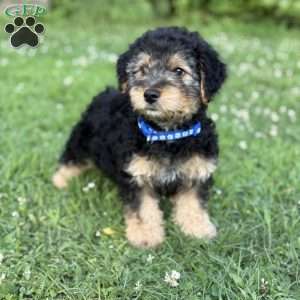 Ace, Yorkie Mix Puppy