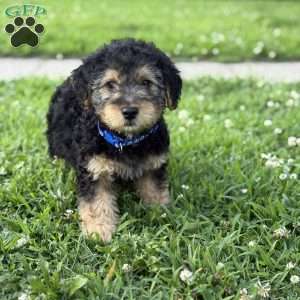 Ace, Yorkie Mix Puppy