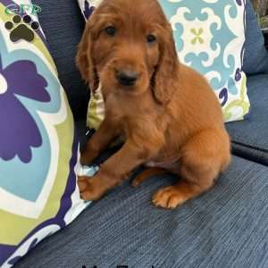 Mr. Zuckerman, Irish Setter Puppy