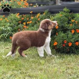Cracker, Border Collie Puppy