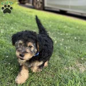 Ace, Yorkie Mix Puppy