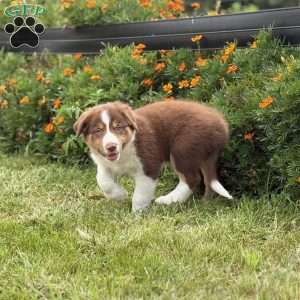 Cracker, Border Collie Puppy