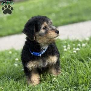 Ace, Yorkie Mix Puppy