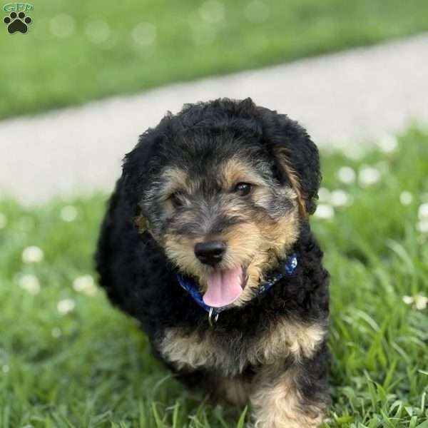 Ace, Yorkie Mix Puppy