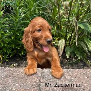 Mr. Zuckerman, Irish Setter Puppy
