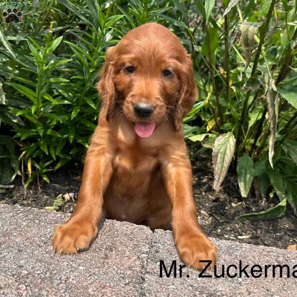 Mr. Zuckerman, Irish Setter Puppy