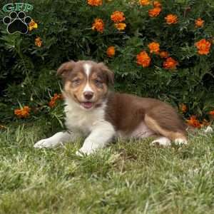 Cinnamon, Border Collie Puppy