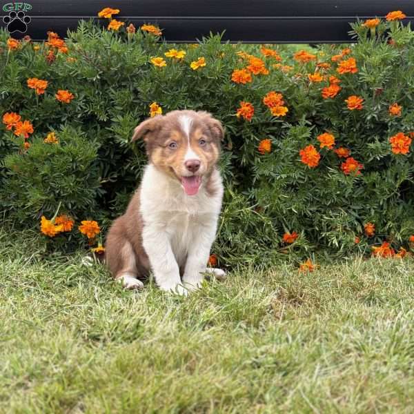 Cinnamon, Border Collie Puppy