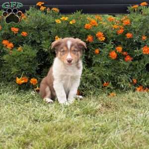 Cinnamon, Border Collie Puppy