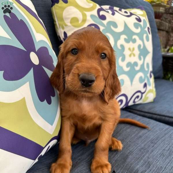 Avery, Irish Setter Puppy