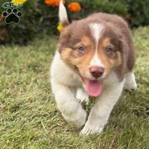 Cinnamon, Border Collie Puppy