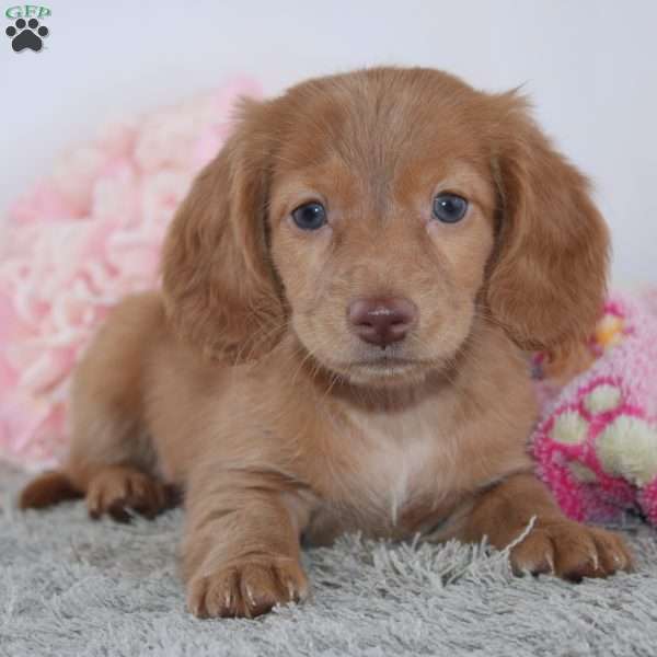 Wendy, Dachshund Puppy