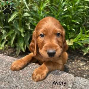 Avery, Irish Setter Puppy