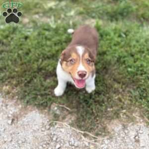 Cinnamon, Border Collie Puppy