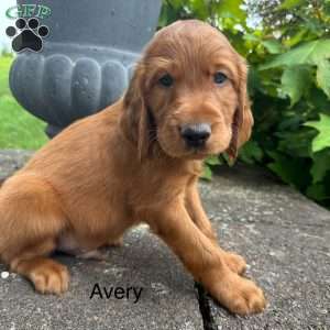 Avery, Irish Setter Puppy