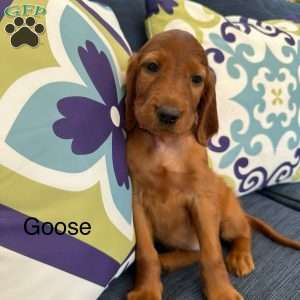 Goose, Irish Setter Puppy