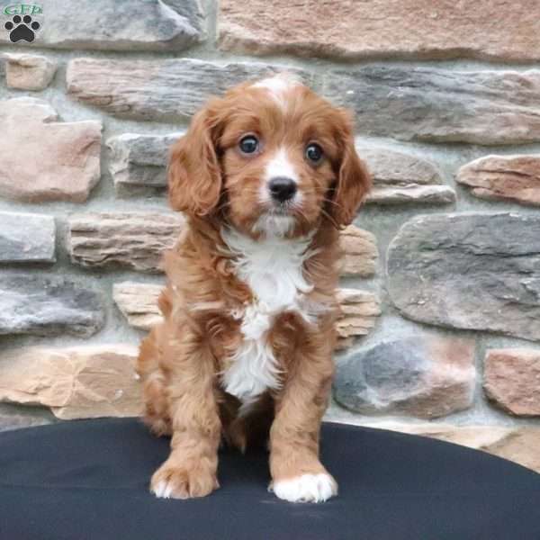 Brynn, Cavapoo Puppy