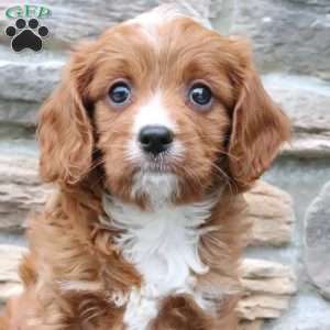 Brynn, Cavapoo Puppy