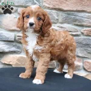 Brynn, Cavapoo Puppy