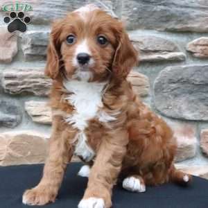 Brynn, Cavapoo Puppy