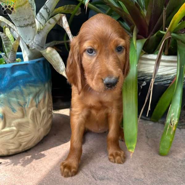 Goose, Irish Setter Puppy