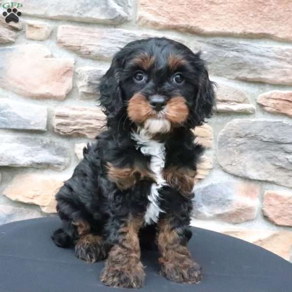 Milo, Cavapoo Puppy
