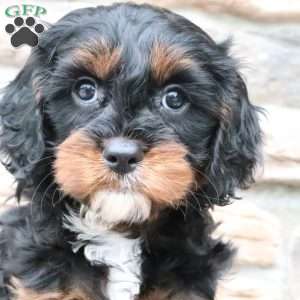 Milo, Cavapoo Puppy
