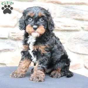 Milo, Cavapoo Puppy