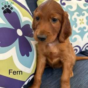 Fern, Irish Setter Puppy